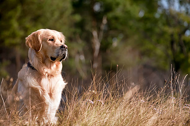 Golden retriever outdoors stock photo