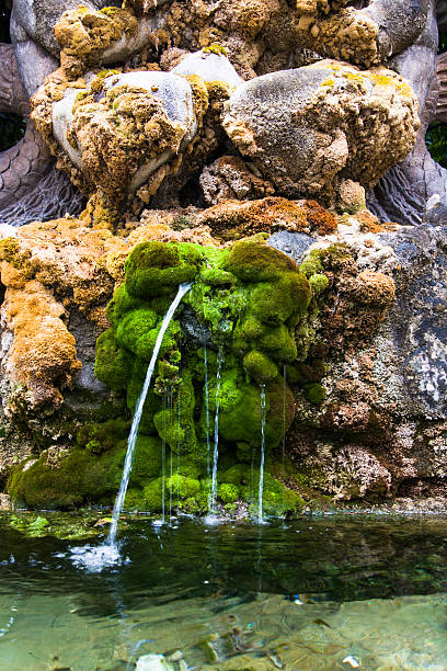 Detail of a pond with moss in Rome, Italy stock photo