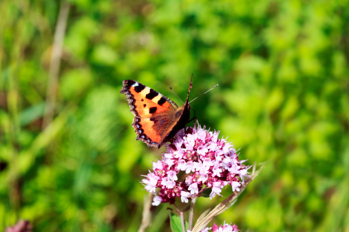 Aglais urticae L -  Small Tortoiseshell butterfly on flower outdoors