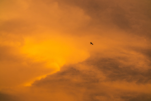 Silhouette hawk flying with freedom and sunset sky.