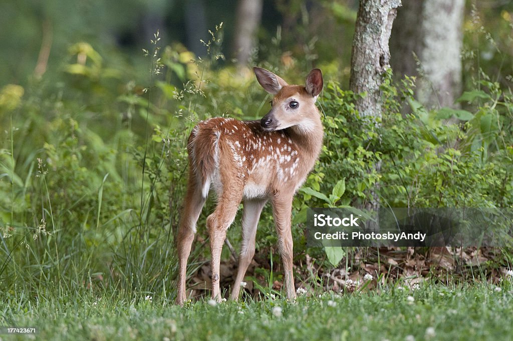 Where's Mom Whitetail fawn looking for her mother. Taken in Shenandoah National Park in Virginia. Animal Stock Photo
