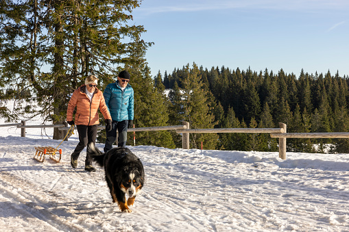 Senior couple pulling up a sled while walking with Bernese mountain pet dog on a snowy hill