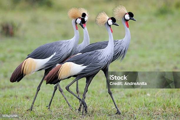 Grey Crowned Crane Stockfoto und mehr Bilder von Östlicher Graunacken-Kronenkranich - Östlicher Graunacken-Kronenkranich, Afrika, Federschopf