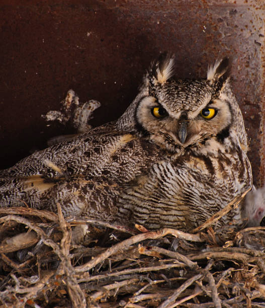 Great horned owl nesting beneath a bridge stock photo