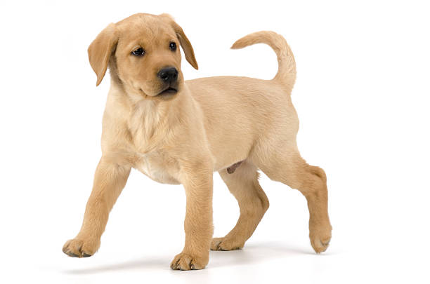 Alert Yellow Labrador Puppy standing-isolated on white yellow Labrador puppy full body on white background yellow labrador stock pictures, royalty-free photos & images