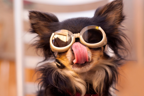 Chihuahua Wearing Goggles Sticking Out Tongue
