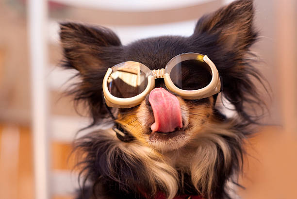 Chihuahua Wearing Goggles Sticking Out Tongue A Long Haired Chihuahua Wearing Goggles Sticking Tongue Out, Aviator Dog with goggles. A Cool fun dog, Sticking his tongue out. protective eyewear stock pictures, royalty-free photos & images