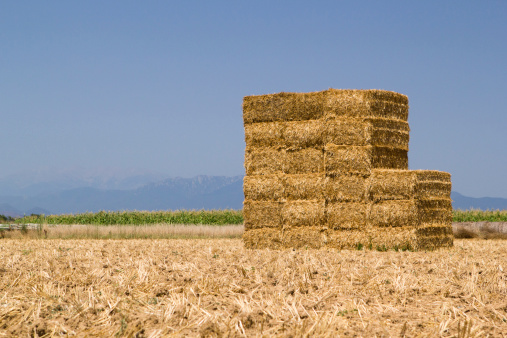 square hay bales stacked in field
