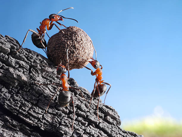 istock team of ants rolls stone uphill 177423972