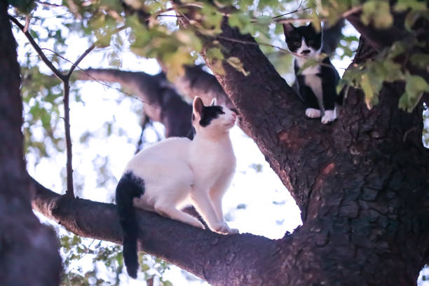 When a kitten climbs on the tree, a little more grown-up teen cat follows him. Like, \