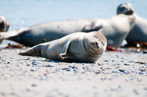 Many sweet Seals on a small sand dune on Fanø on the west coast of Denmark.