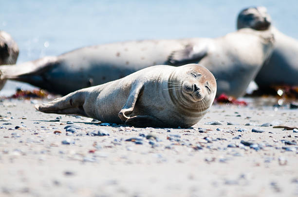 seal baby seal german north sea region stock pictures, royalty-free photos & images