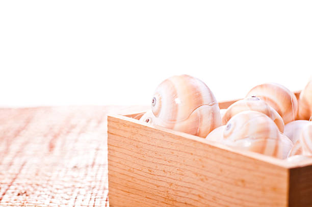 Sea shells in a pine wood box on a coconut weaved mat