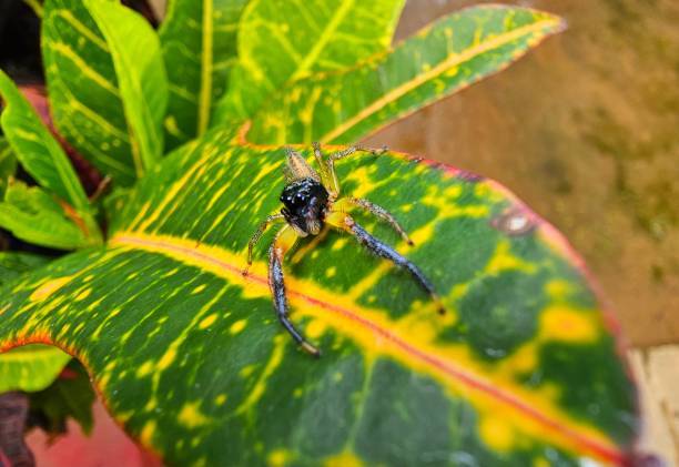 Small Bagheera kiplingi or black headed jumping spider on croton plant leaf