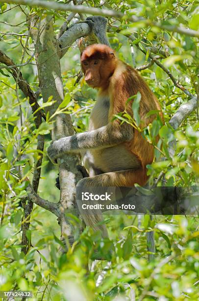 Nosacz Nasalis Larvatus - zdjęcia stockowe i więcej obrazów Drzewo - Drzewo, Drzewo mangrowe, Dzikie zwierzęta