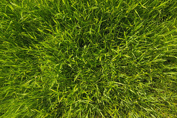 質感でリッチなグリーンの芝生 ストックフォト
