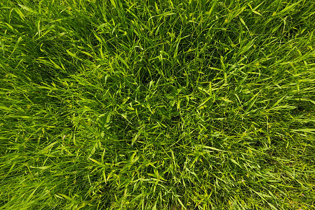 texture of a pure green dense grass stock photo