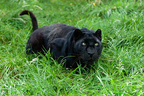 czarna pantera gotowy, aby atakować w długiej trawy - leopard prowling black leopard undomesticated cat zdjęcia i obrazy z banku zdjęć