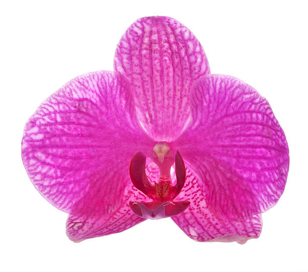 istock bright single isolated orchid flower 177425038