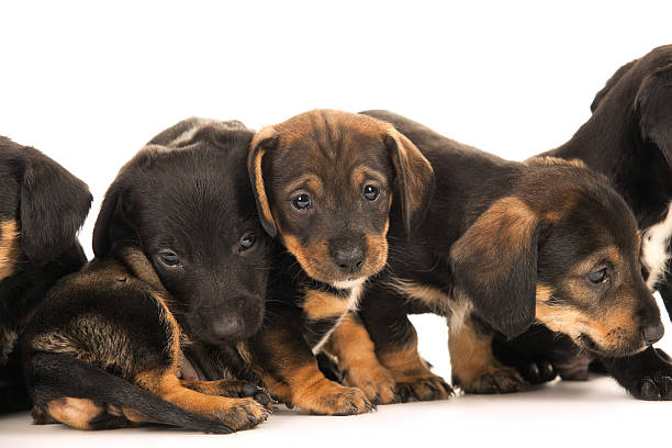 istock Dachshund puppies embracin 177425215