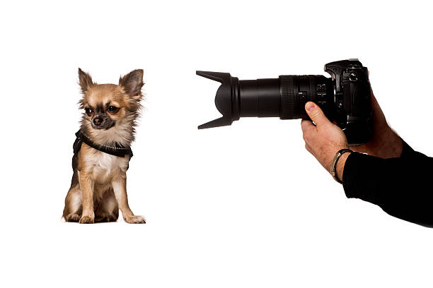 istock shoot the chihuahua 177425269