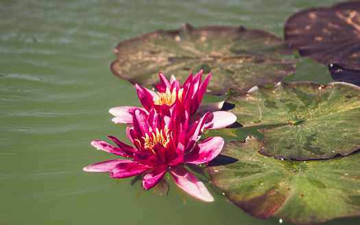 A pink Lotus in the water