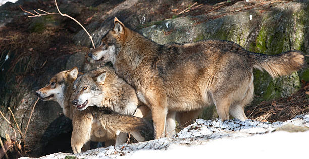 istock Wolfs in the Bayerischer Wald National Park 177425815