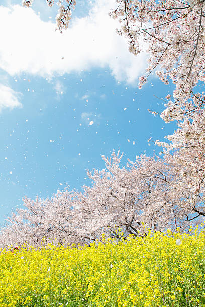 분재 연두빛 네이쳐향 - spring vertical cherry blossom color image 뉴스 사진 이미지