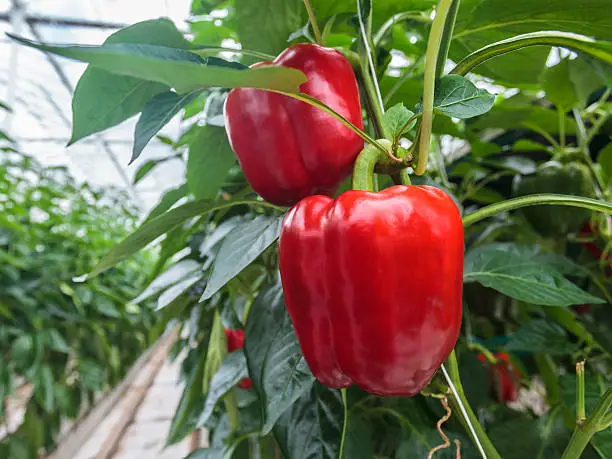 Photo of Red bell peppers growing in a greenhouse