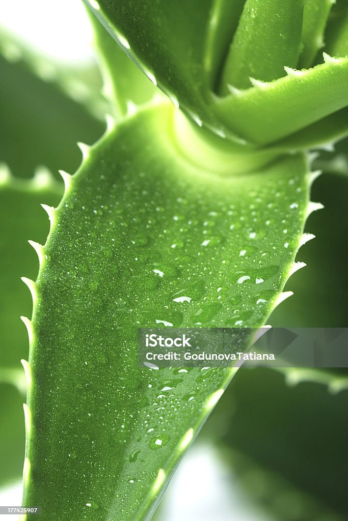 Aloe-Makro - Lizenzfrei Aloe Stock-Foto