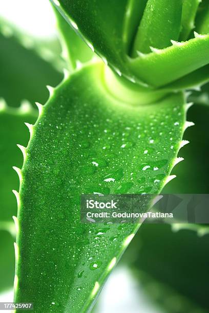 Aloemakro Stockfoto und mehr Bilder von Aloe - Aloe, Alternative Medizin, Bildhintergrund