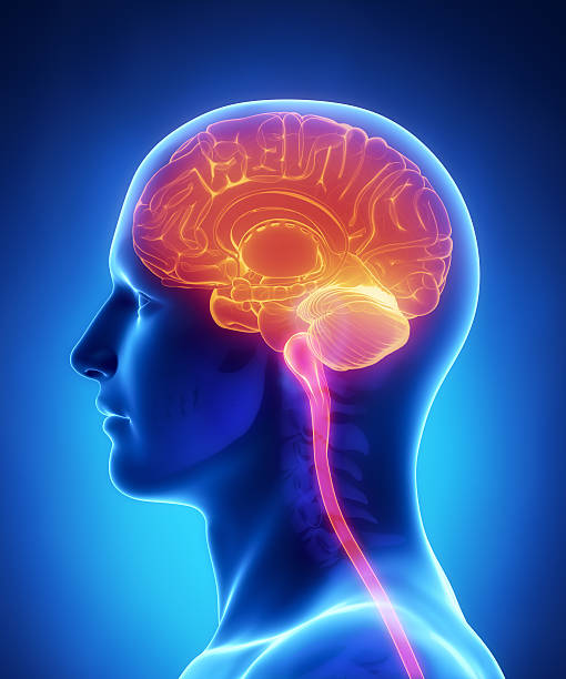 脳のアナトミーの断面 - medulla oblongata ストックフォトと画像