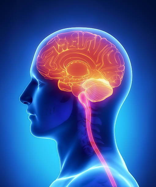 Brain anatomy - cross section stock photo