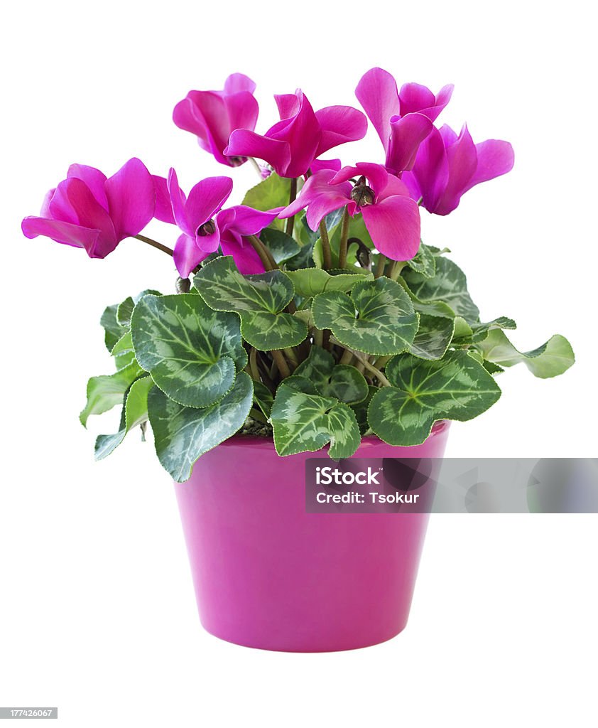 Pink cyclamen Pink cyclamen in a flower pot isolated on a white background Cyclamen Stock Photo