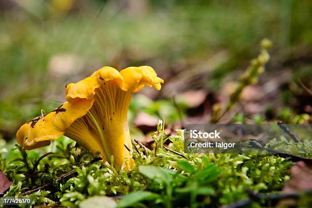 Galletto - Fotografie stock e altre immagini di Gallinaccio - Gallinaccio, Cantharellus formosus, Fungo