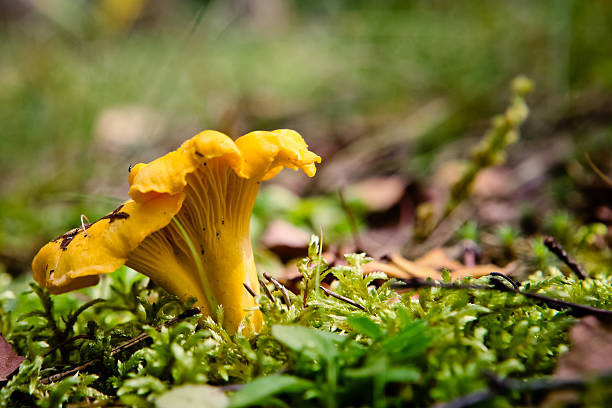cogumelo chanterelle - chanterelle edible mushroom gourmet uncultivated - fotografias e filmes do acervo