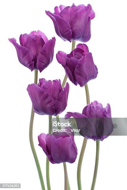 Photo libre de droit de Tulipe banque d'images et plus d'images libres de droit de Bouquet de fleurs - Bouquet de fleurs, Bouquet formel, Capitule