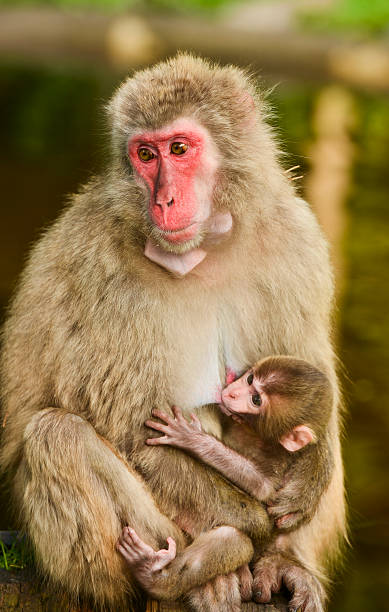Macaco - foto de acervo