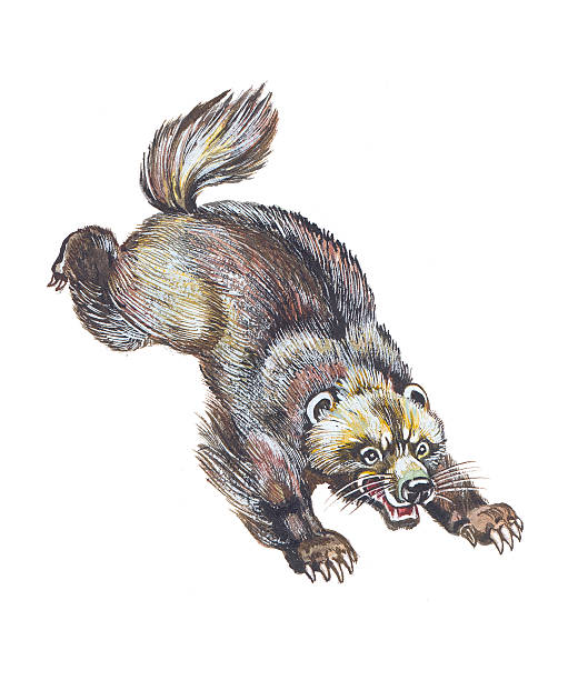 Wolverine Stock Illustration - Download Image Now - Wolverine - Weasel  Family, Animal, Animal Hair - iStock