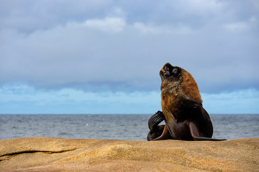 A large male sea lion (Otaria flavescens) resting at Cabo Polonio off the coast of Uruguay