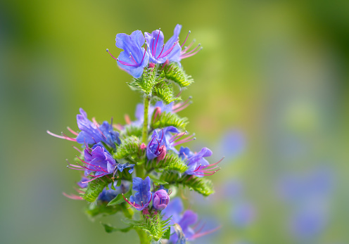 Flowering plant Echium vulgare close-up on a blurry background
