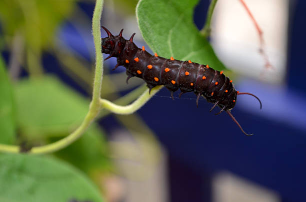 Pipevine Swallowtail Caterpillar on Vine stock photo