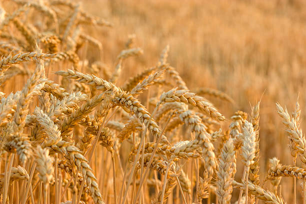istock Wheat field in late afternoon 177426448