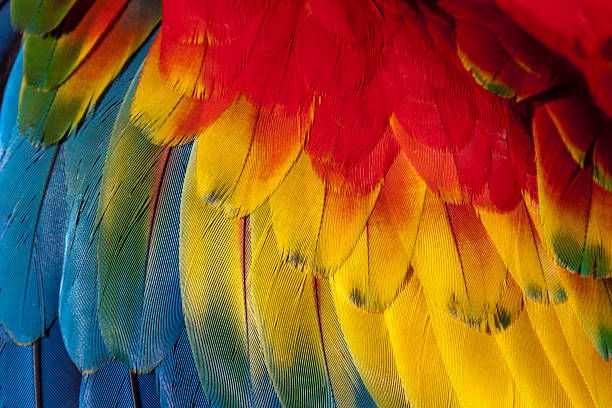 istock Wing feathers of a scarlet macaw (ara macao) 177426593