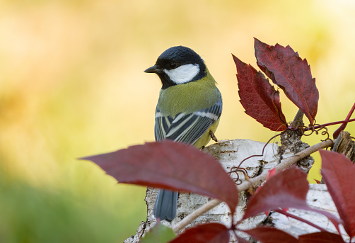 Bird tit close-up on a birch stump among red autumn leaves