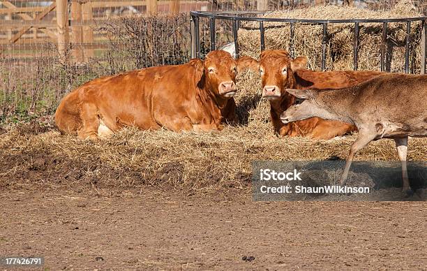 Foto de Duas Vacas E Um Cervo e mais fotos de stock de Animal - Animal, Animal de Fazenda, Comer