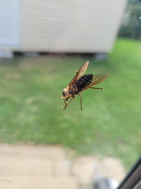 istock Female Horse Fly 1774268174