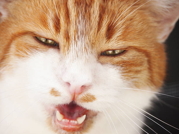 istock mewing cat, focus is on the nose 177426846