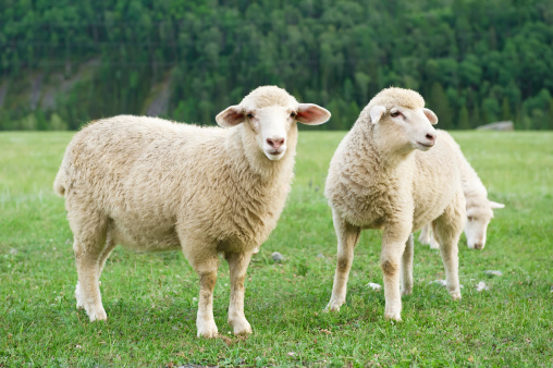Sheeps en un prado en las montañas photo