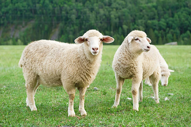 sheeps su un prato in montagna - sheep foto e immagini stock